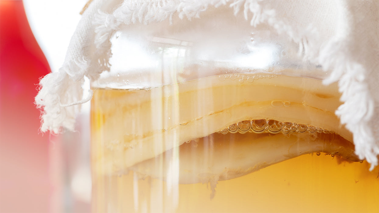 Grossaufnahme Kombucha Teepilz in Kombucha Abdecktuch